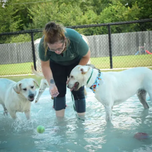 Staff and dogs in pool